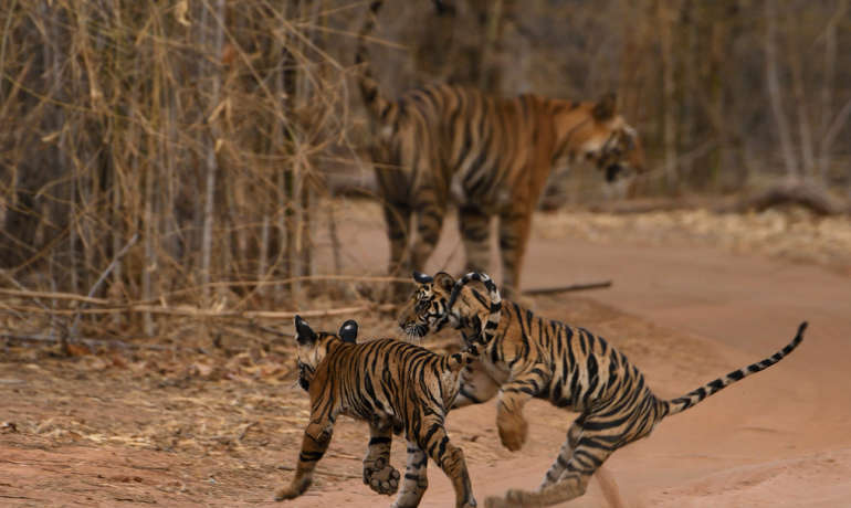 वाघांची संख्या वाढविण्यास भारत यशस्वी World Tiger Day