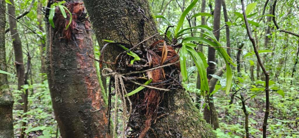 orchid replantation