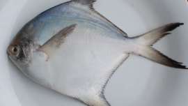 खवैय्यांचा फेवरेट ‘पापलेट’ झाला महाराष्ट्राचा राज्यमासा Silver Pomfret State Fish