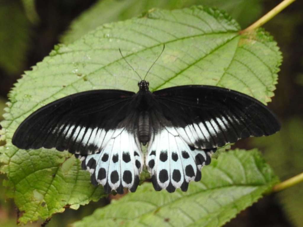 big butterfly month