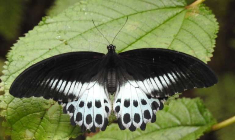 Big Butterfly Month:  ऑनलाईन प्रश्नमंजुषा