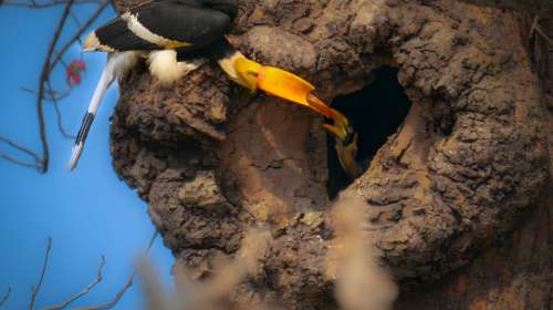 महाधनेशचे घरटे दत्तक घ्या Adopt a Nest, Save Great Hornbill
