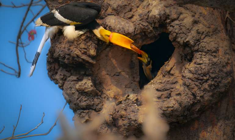 महाधनेशचे घरटे दत्तक घ्या Adopt a Nest, Save Great Hornbill