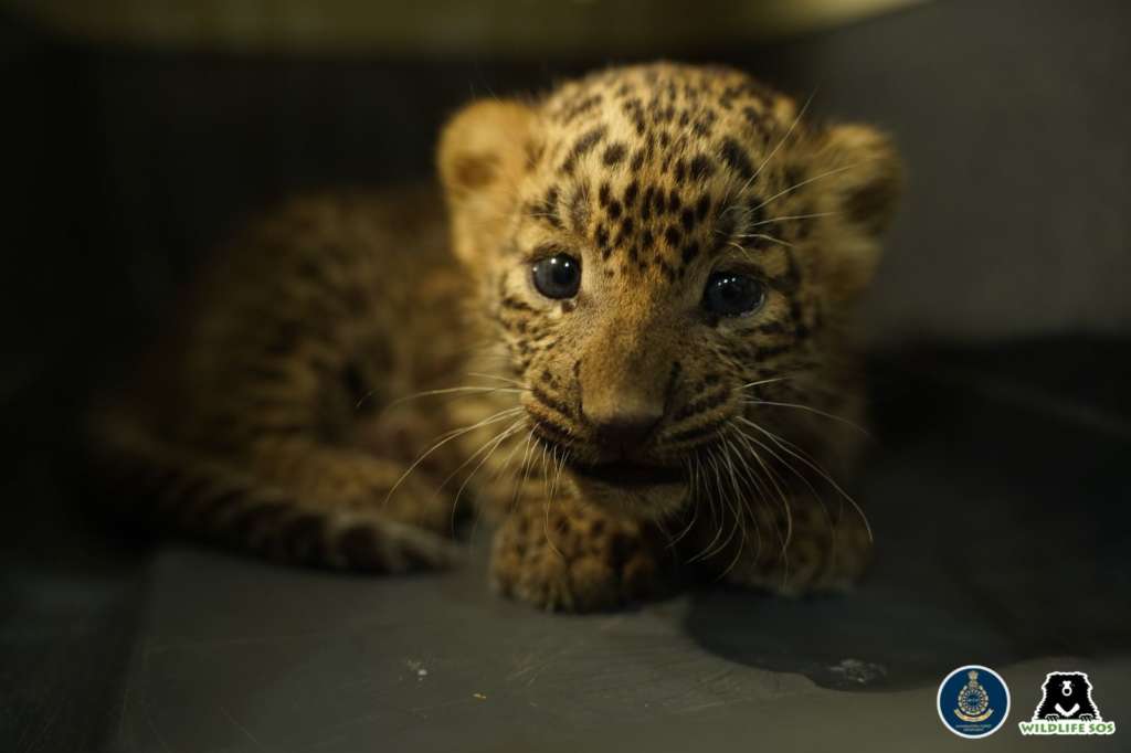 International Leopard Day