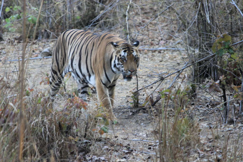 World Tiger Day