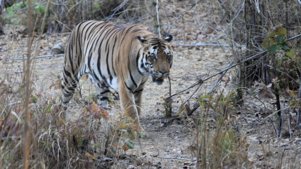 व्याघ्र दिनाच्या दिवशी शिकऱ्यांची चर्चा   World Tiger Day