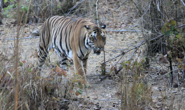 व्याघ्र दिनाच्या दिवशी शिकऱ्यांची चर्चा   World Tiger Day