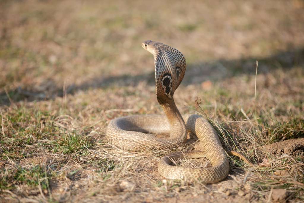 Nag Panchami King Cobra