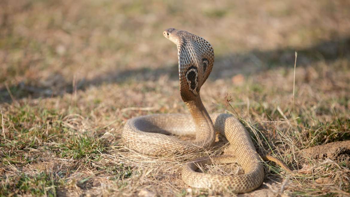 Nag Panchami | जहाल विषारी तरीही घरोघरी नागाची पूजा