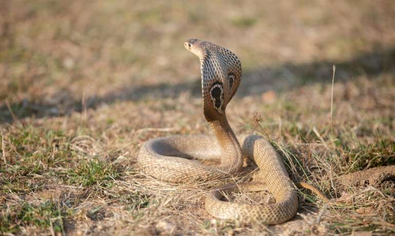 Nag Panchami | जहाल विषारी तरीही घरोघरी नागाची पूजा