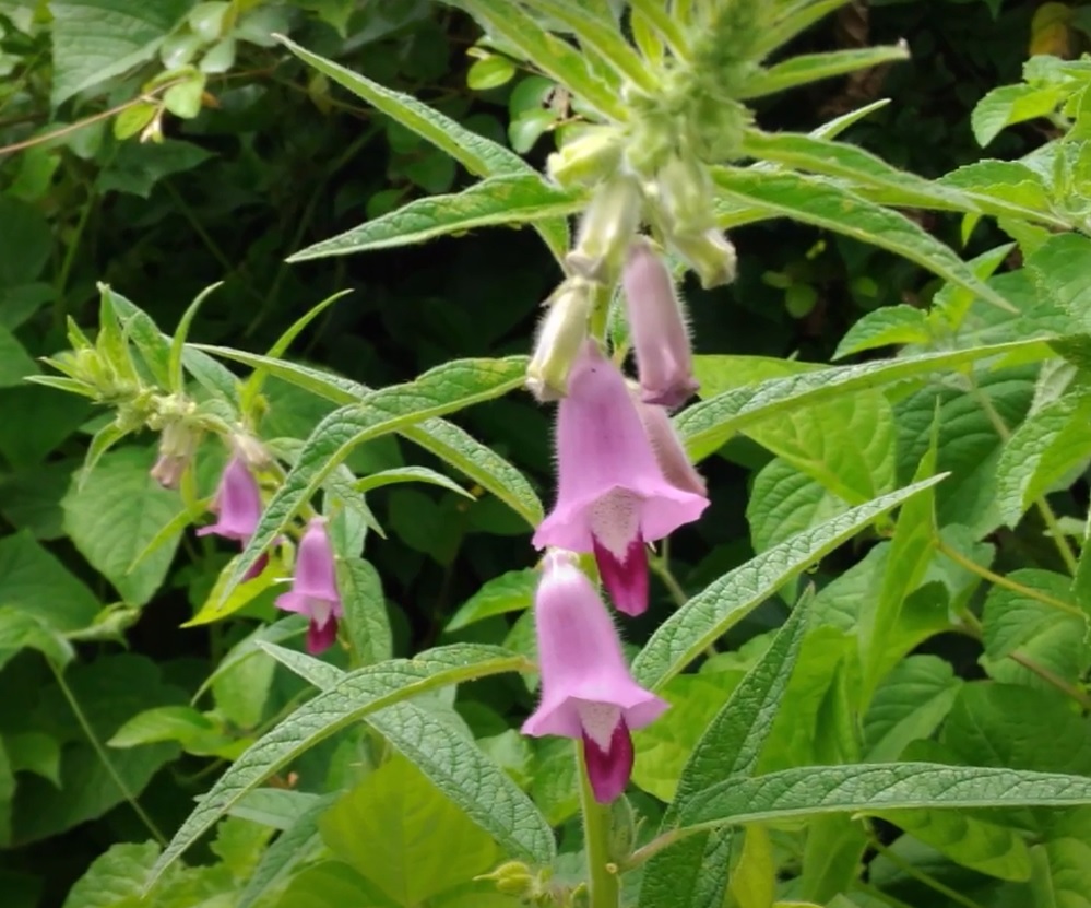 गोष्ट फड्या निवडुंगाची Bramhakamal Saussurea Obvallata