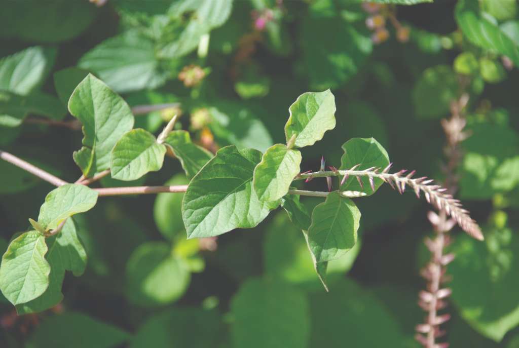 Achyranthes aspera aghada
