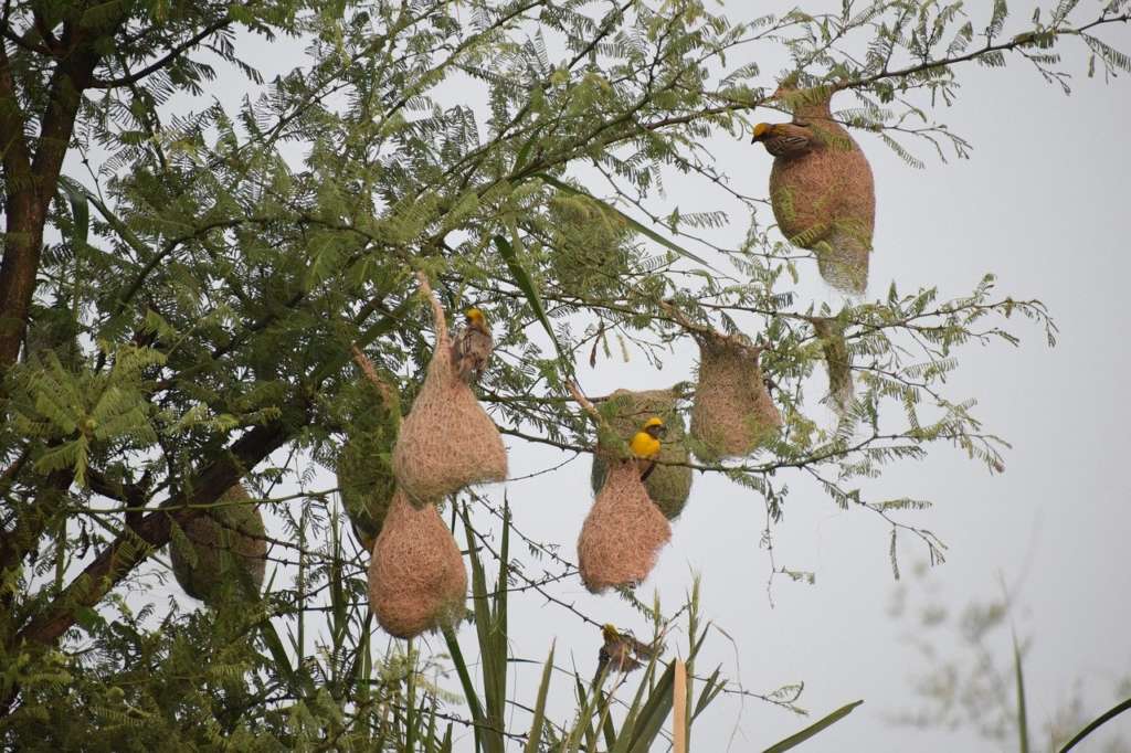 baya weaver