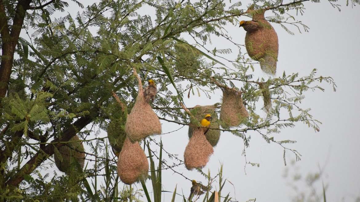 होम मिनिस्टरच्या पसंतीनंतरच  सुगरणी पक्ष्याचे घरटे होते फायनल Baya Weaver