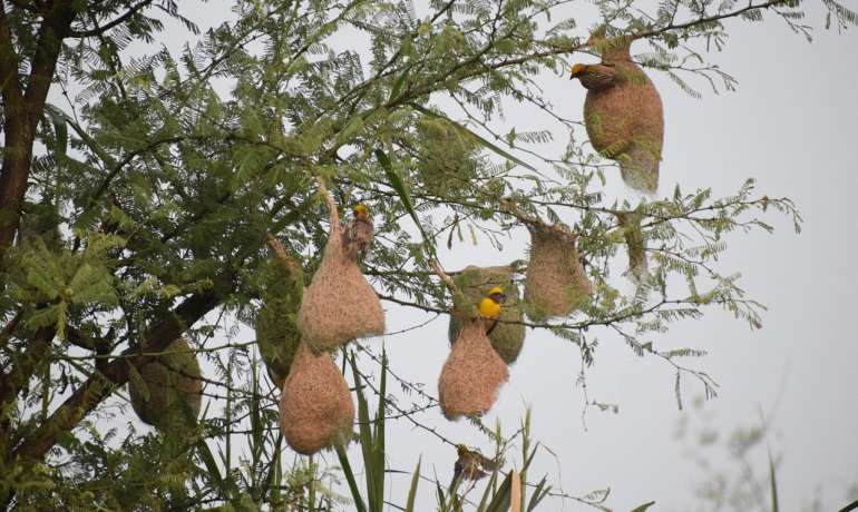 होम मिनिस्टरच्या पसंतीनंतरच  सुगरणी पक्ष्याचे घरटे होते फायनल Baya Weaver