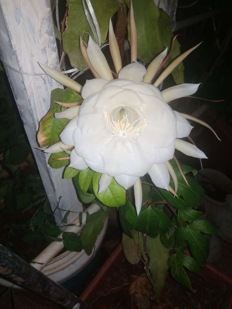 Bramhakamal Saussurea Obvallata