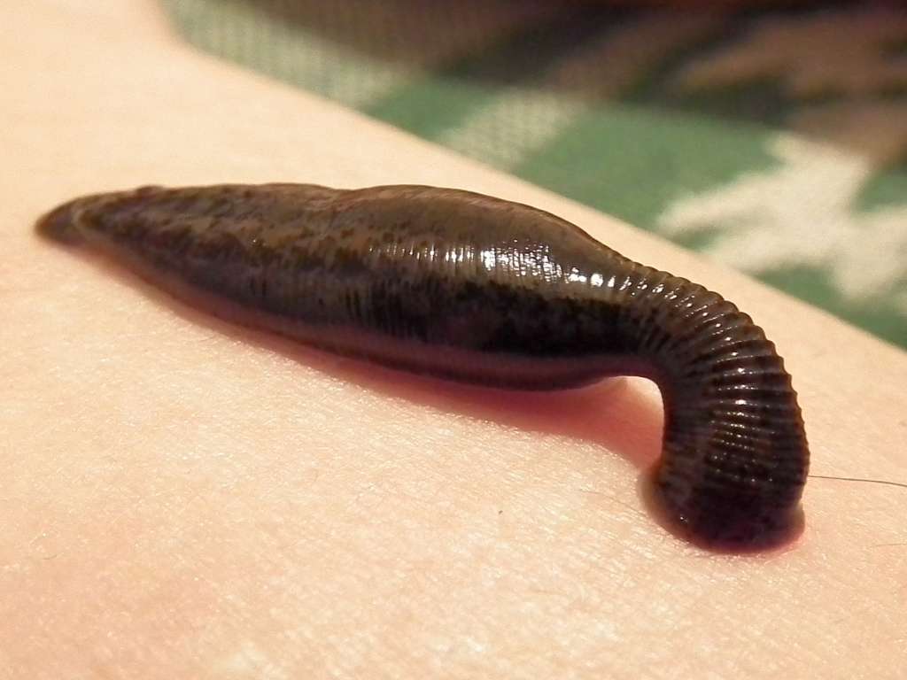 leeches manisha koirala