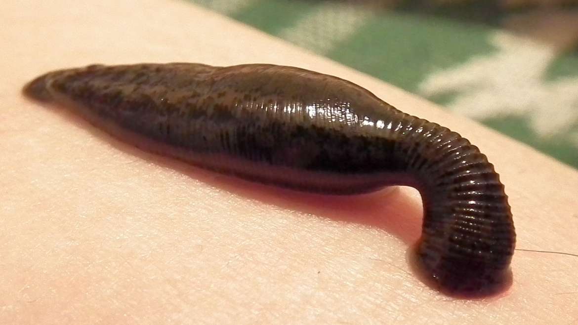 मनीषा कोईराला आणि जळवा / जळू  Leeches