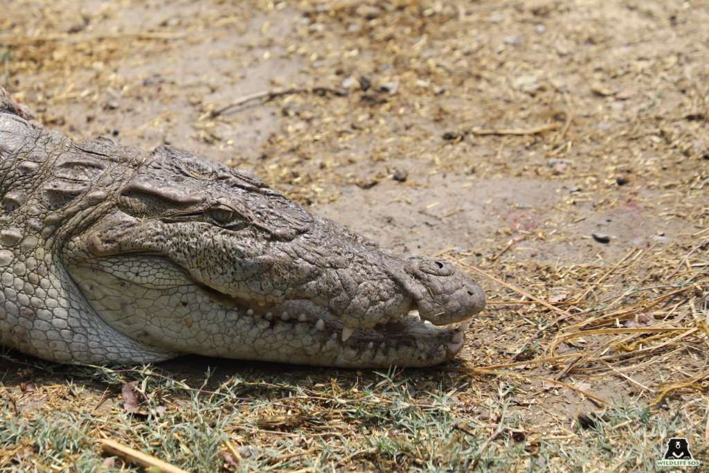 crocodile rescue gujarat