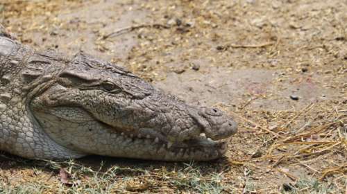 तीन महिन्यात केली पन्नास मगरींची सुटका  Crocodile Rescue Gujarat