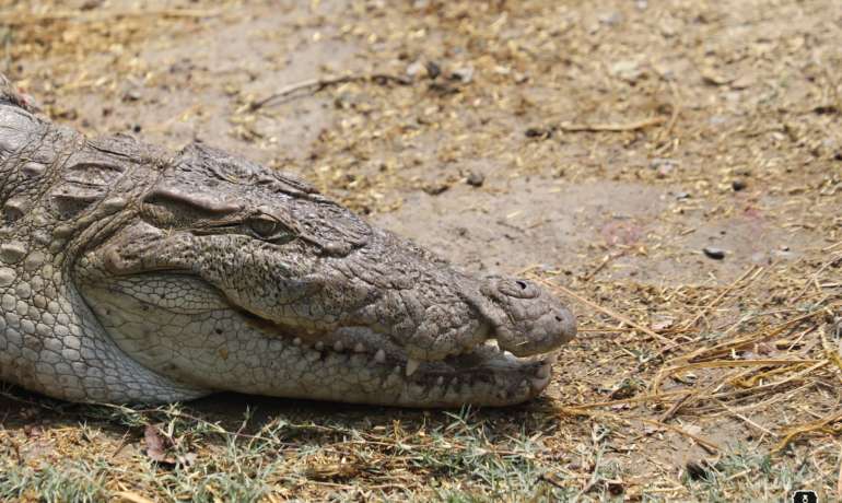 तीन महिन्यात केली पन्नास मगरींची सुटका  Crocodile Rescue Gujarat