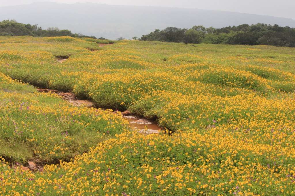 kaas plateau season