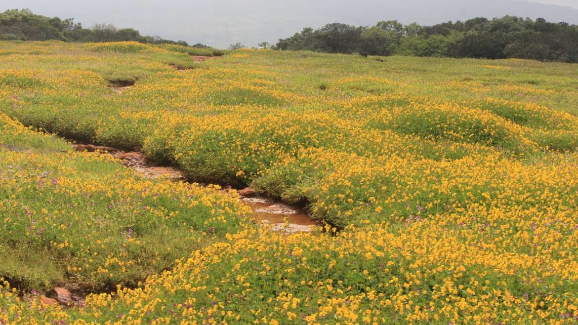 पाच सप्टेंबरपासून कास पठार पर्यटकांचा हंगाम सुरू Kaas Plateau Season