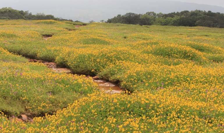 पाच सप्टेंबरपासून कास पठार पर्यटकांचा हंगाम सुरू Kaas Plateau Season