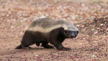 दुर्मिळ झालेले चांदी अस्वल  Honey Badger Ratel