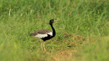 तणमोराला वाचवायला हवं  Lesser Florican