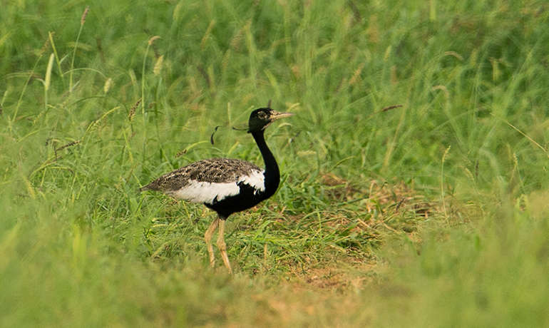 तणमोराला वाचवायला हवं  Lesser Florican