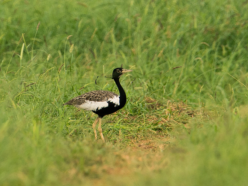 तणमोराला वाचवायला हवं  Lesser Florican