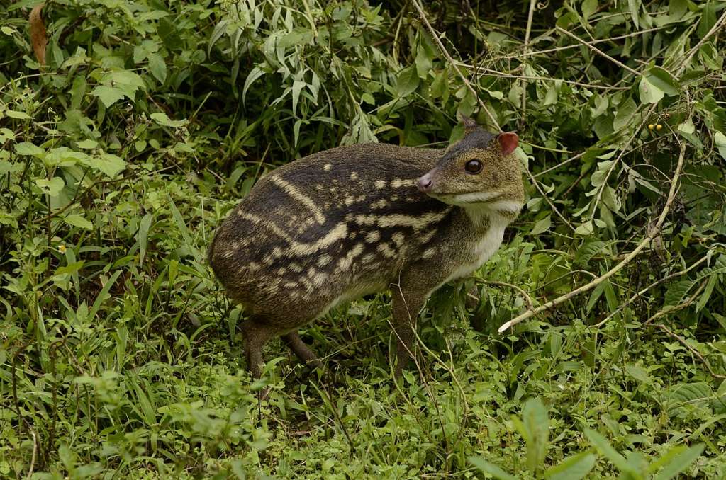 Mouse Deer Wildlife Week
