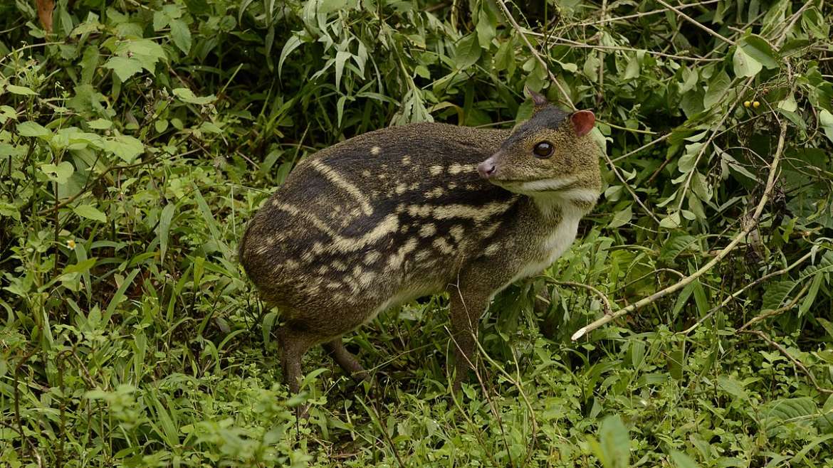 चिमुकल हरिण झालय दुर्मिळ Mouse Deer Wildlife Week