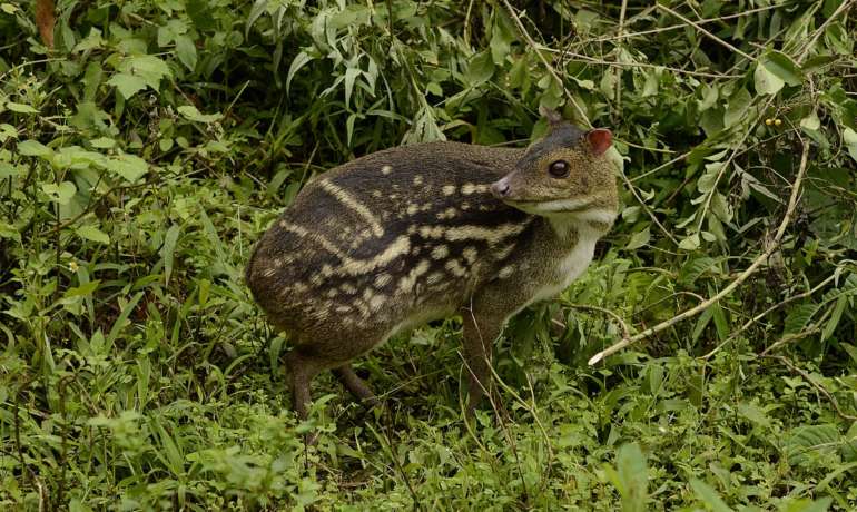 चिमुकल हरिण झालय दुर्मिळ Mouse Deer Wildlife Week