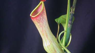 मांसाहारी वनस्पतीचं विश्व  Nepenthes Pitcher Plant