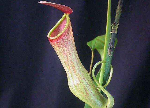 मांसाहारी वनस्पतीचं विश्व  Nepenthes Pitcher Plant