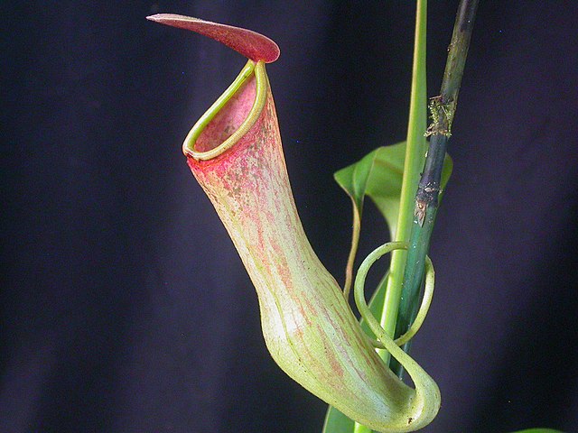 मांसाहारी वनस्पतीचं विश्व  Nepenthes Pitcher Plant