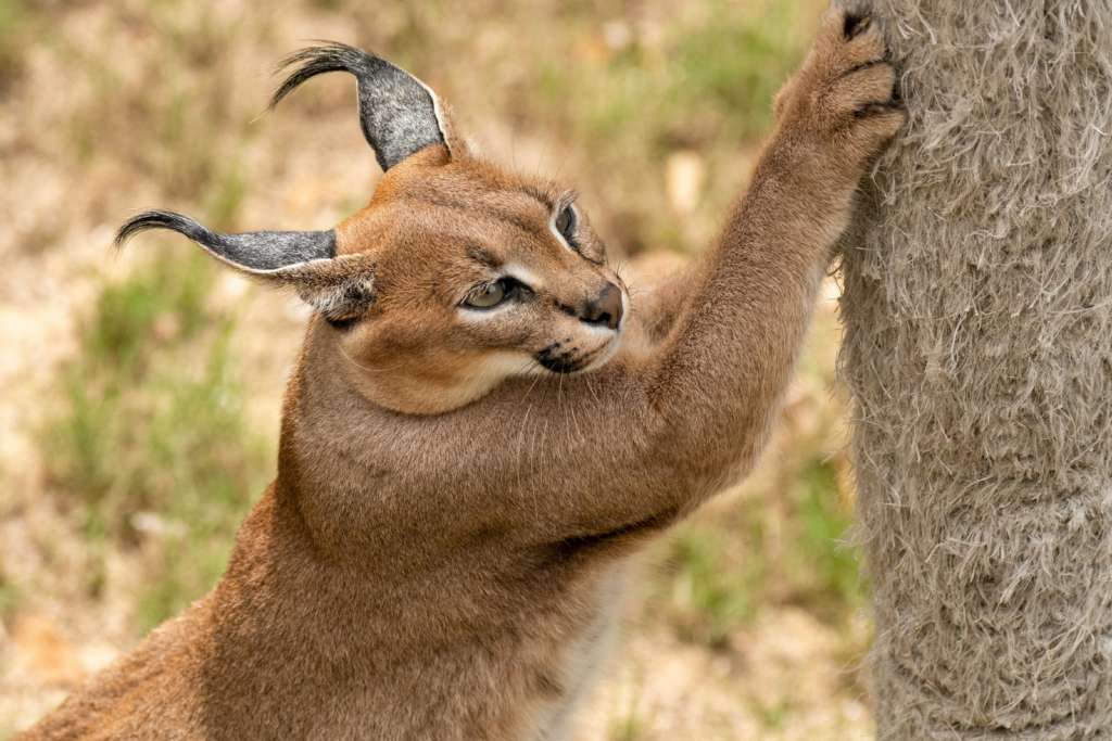 wildlife week caracal