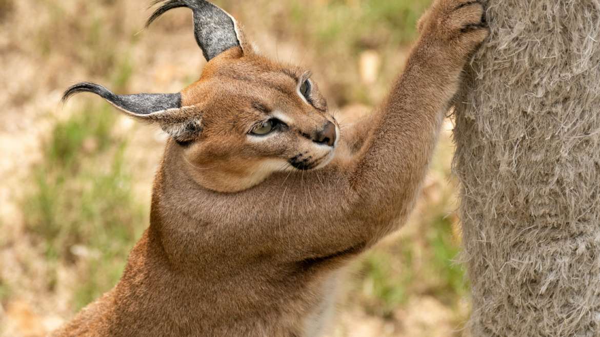 वन्यजीव सप्ताहाच्या निमित्ताने जाणून घेऊ Caracal या भन्नाट प्राण्याची माहिती