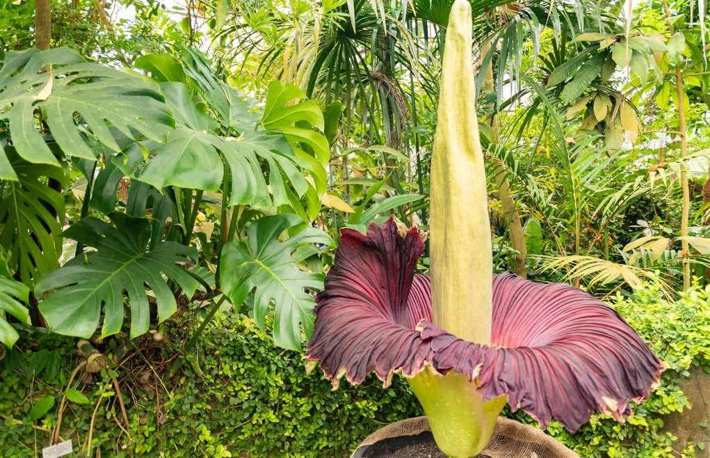 दुर्गंध येणारं एक आकर्षक फूल Amorphophallus Titanum Australia