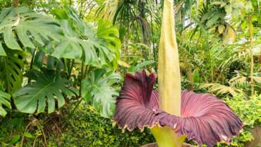 दुर्गंध येणारं एक आकर्षक फूल Amorphophallus Titanum Australia