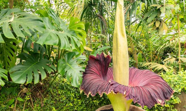 दुर्गंध येणारं एक आकर्षक फूल Amorphophallus Titanum Australia