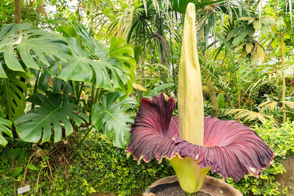 Amorphophallus Titanum Australia