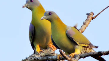 राष्ट्रीय पक्षी मोर, तर महाराष्ट्राचा राज्य पक्षी हरियाल  Bird Week Pakshi Saptah