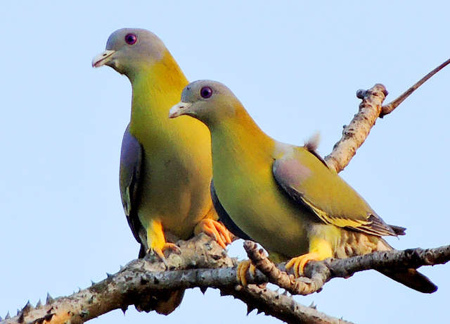 राष्ट्रीय पक्षी मोर, तर महाराष्ट्राचा राज्य पक्षी हरियाल  Bird Week Pakshi Saptah