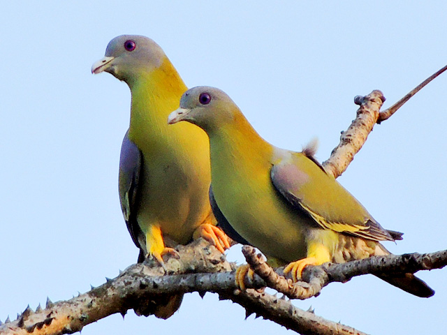 राष्ट्रीय पक्षी मोर, तर महाराष्ट्राचा राज्य पक्षी हरियाल  Bird Week Pakshi Saptah