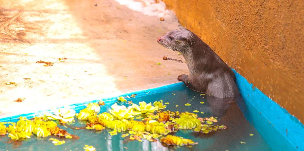 eurasian otter resq