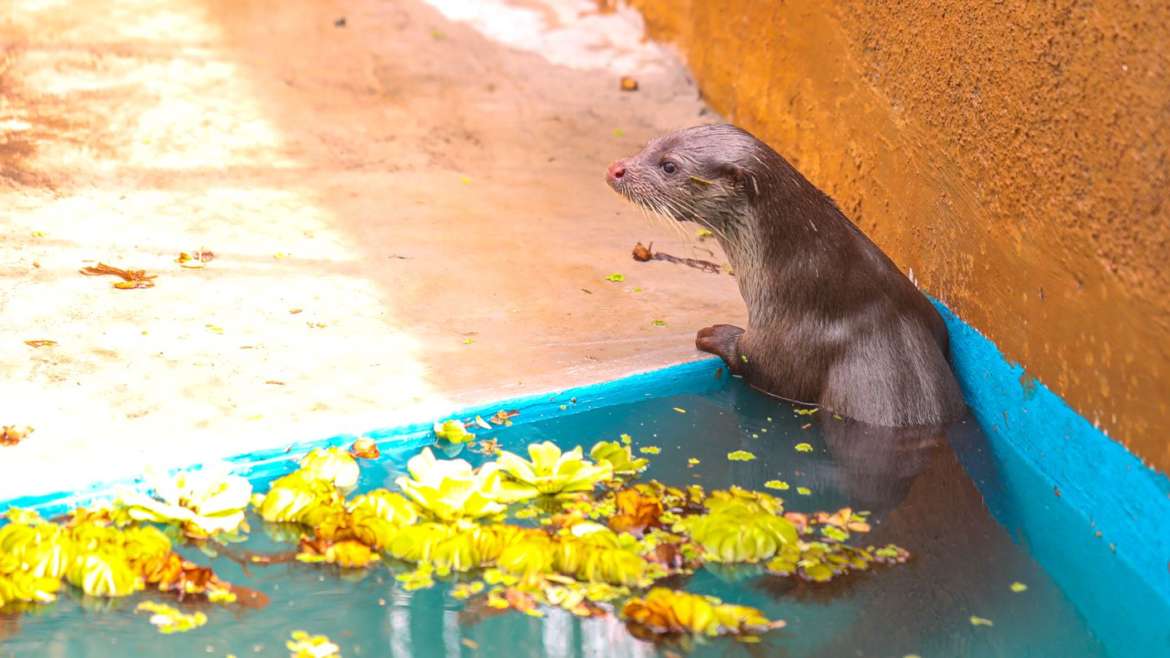 इंदापूर मध्ये बचाव मोहिमेदरम्यान आढळला दुर्मिळ Eurasian Otter RESQ