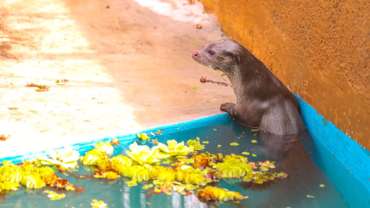 इंदापूर मध्ये बचाव मोहिमेदरम्यान आढळला दुर्मिळ Eurasian Otter RESQ